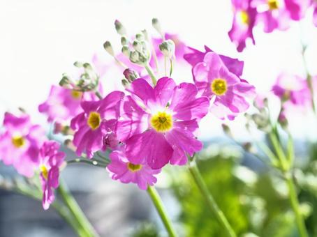 Primrose, JPG Primrose, JPG
