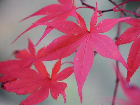 紅葉 紅葉の写真
