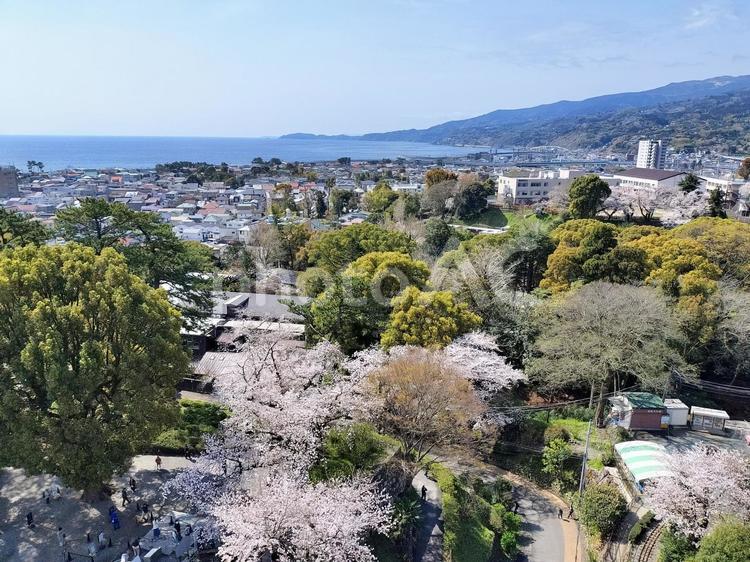 小田原城天守閣から南　桜と相模湾・真鶴 小田原城,天守閣,桜の写真素材