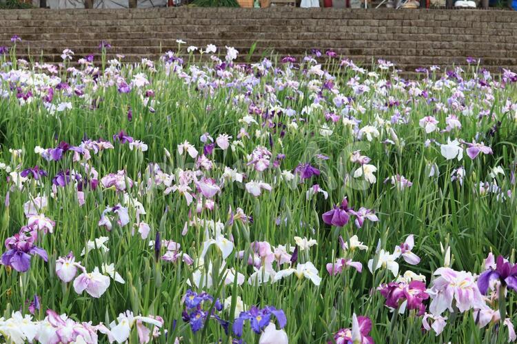 茨城県潮来市　水郷潮来あやめまつり あやめ,アヤメ,菖蒲の写真素材