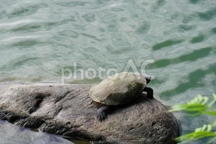 アカミミガメ（turtle） 亀,動物,生物の写真素材