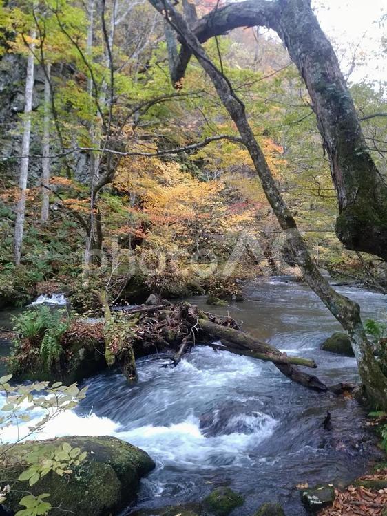 秋の奥入瀬渓流　十和田湖散策 奥入瀬,渓流,清流の写真素材