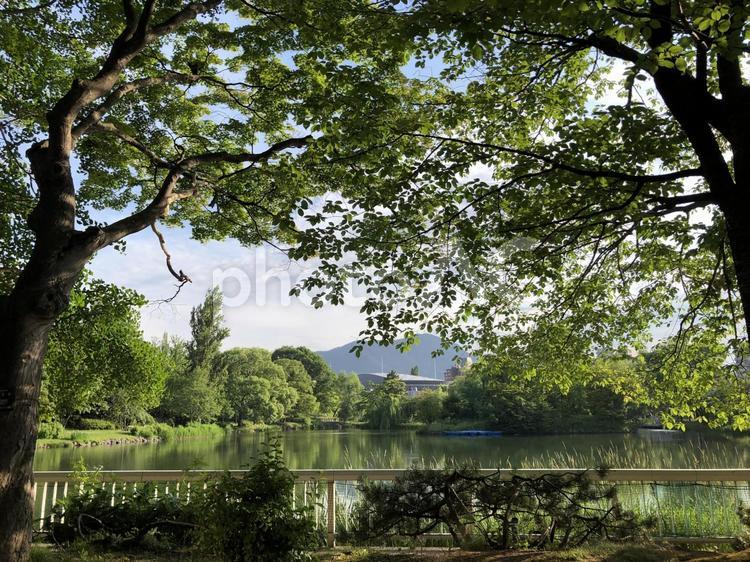 北海道札幌の中島公園の風景 札幌,木,中島公園の写真素材