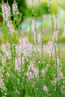 リナリア⑴ リナリア⑴ 初夏,花,リナリアの写真素材