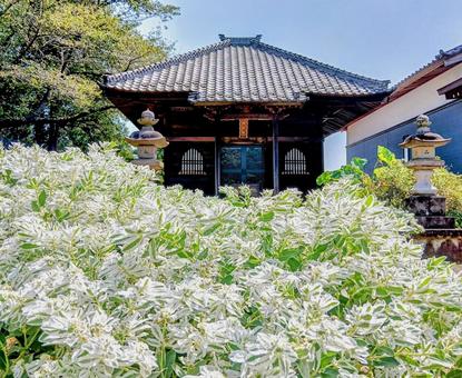 ハツユキソウとお寺 柏市観音寺 夏 ハツユキソウとお寺 柏市観音寺 夏 柏市観音寺,ハツユキソウ,植物の写真素材