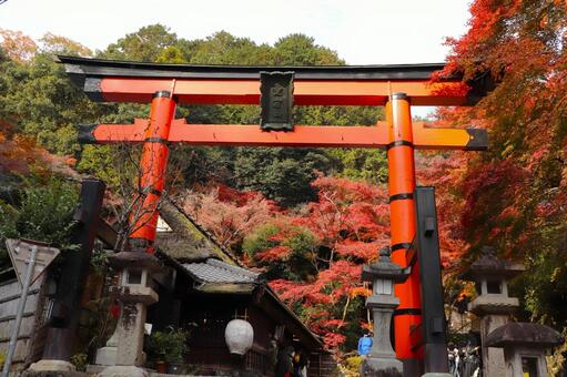 愛宕神社　一の鳥居 愛宕神社,一の鳥居,鳥居の写真素材