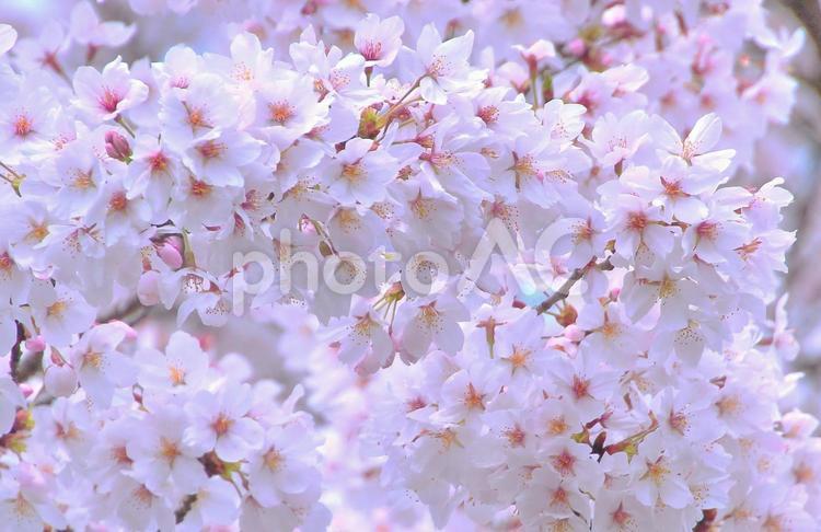 桜の花の背景素材 桜,花,春の写真素材