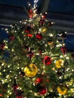 はままつフラワーパーク　イルミネーション イルミネーション,クリスマス,夜景の写真素材