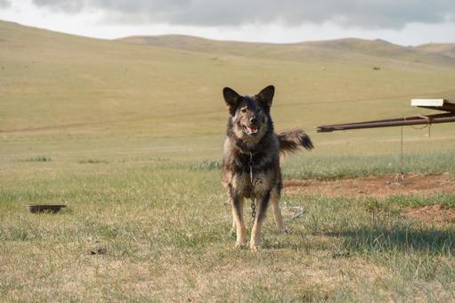 番犬 番犬,牧羊犬,モンゴルの写真素材