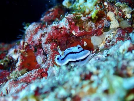 ミゾレウミウシ ミゾレウミウシ 海,沖縄,シュノーケリングの写真素材