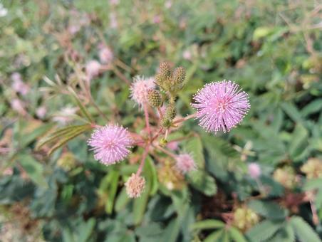 オジギソウの花 オジギソウの花 花,咲く,咲いたの写真素材