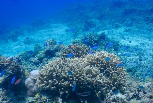 沖縄・西表島 青い海と珊瑚礁 沖縄・西表島 青い海と珊瑚礁 スキューバダイビング,珊瑚礁,ダイビングの写真素材
