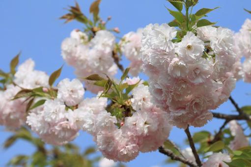 八重桜 八重桜の写真