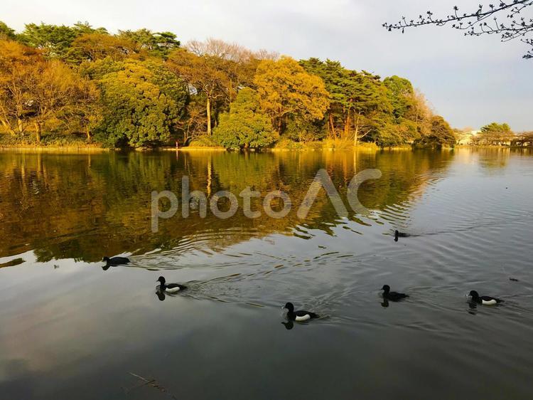 紅葉と池の鴨 秋,紅葉,池の写真素材