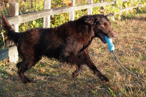 夜露を浴びて 犬,大型犬,レトリーバーの写真素材