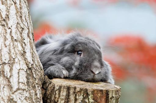 ペットの兎 うさぎ,ペット,干支の写真素材