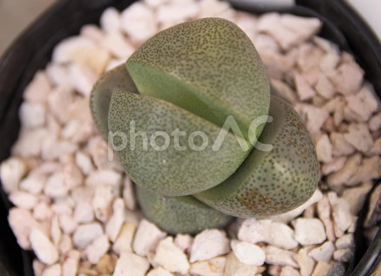 割れたまご　宿根性多肉植物 プレイオスピラス,割れたまご,宿根性多肉植物の写真素材