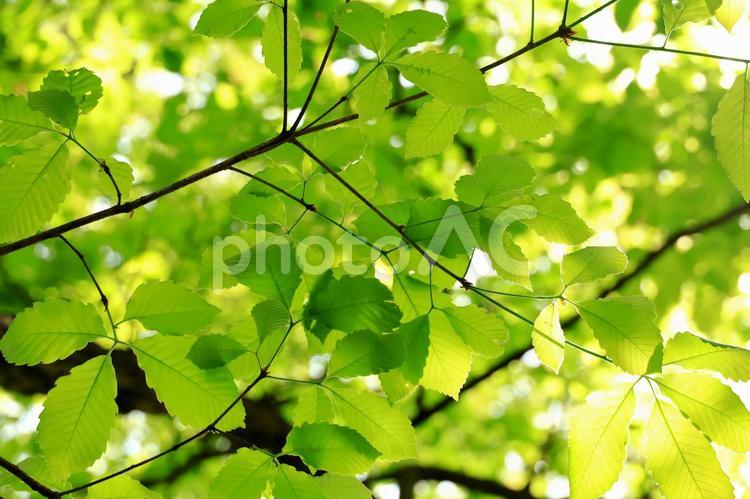 	木漏れ日 木漏れ日,植物,背景素材の写真素材