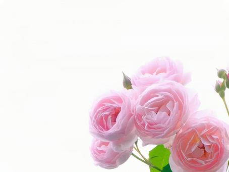 ピンクの薔薇 ピンクの薔薇 の写真