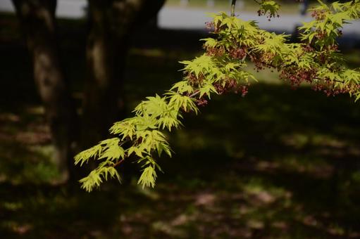 もみじ もみじの写真