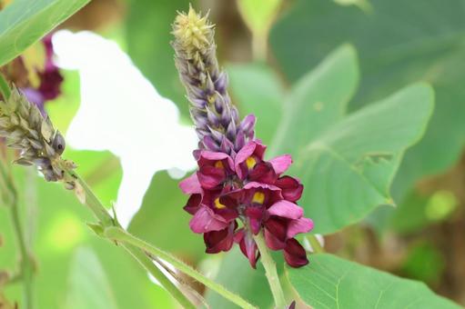 葛の花 葛の花 クズ,葛の花,薬草の写真素材