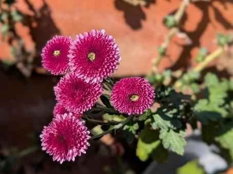 ピンクのポンポンブーケ 植物,菊,花の写真素材