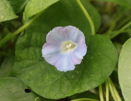 牽牛花の写真