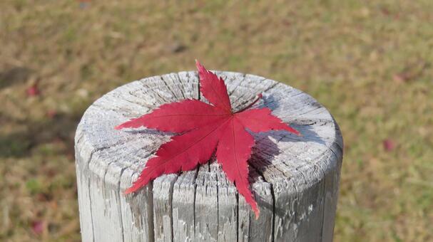 紅葉の小道具　モミジ 紅葉,モミジ,もみじの写真素材