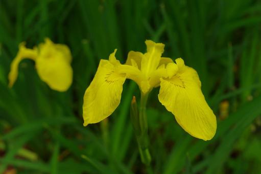 キショウブ 黄菖蒲 黄色の花 キショウブ 黄菖蒲 黄色の花の写真