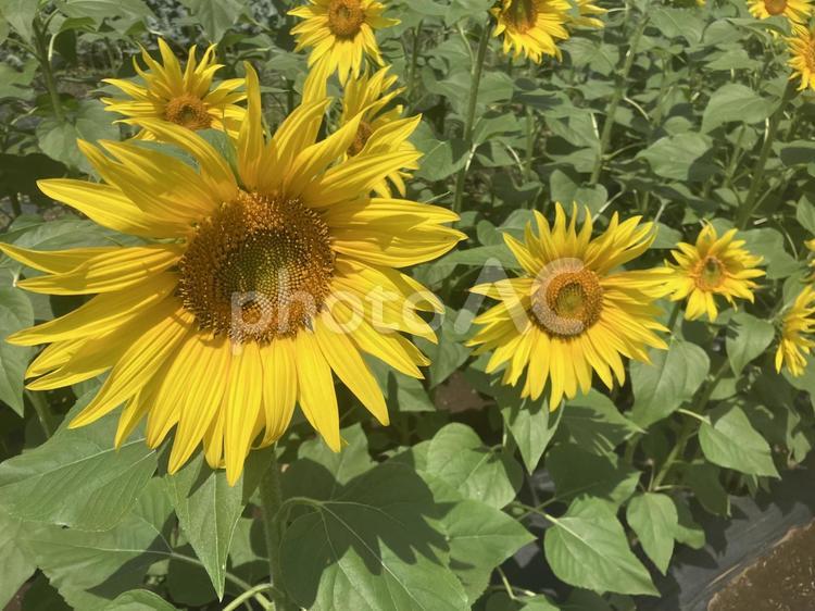 ひまわり　夏のイメージ ヒマワリ,ひまわり,向日葵の写真素材