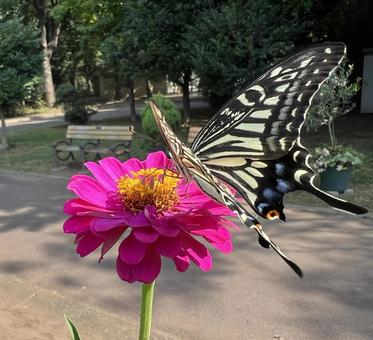 アゲハと百日草 アゲハと百日草の写真