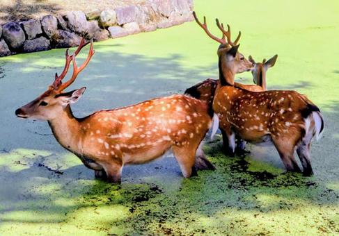 水浴び中の写真