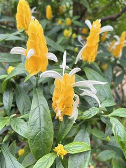 Photo, pakistakis, flower, southern country, 