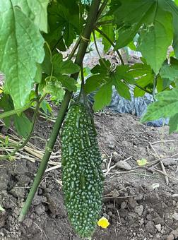 125_夏野菜(ゴーヤ) 125_夏野菜(ゴーヤ) ゴーヤ,夏野菜,野菜の写真素材