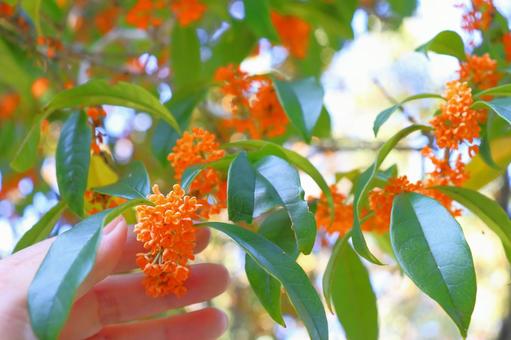 キンモクセイ　花　手 キンモクセイ,金木犀,木の写真素材