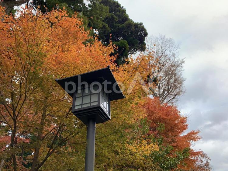 和風の街灯と紅葉 街灯,秋,紅葉の写真素材