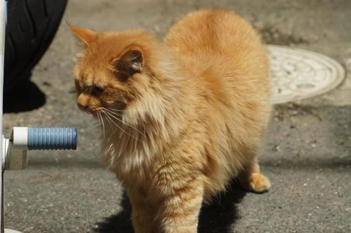 ねこ 箱座り,飼い猫,家猫の写真素材