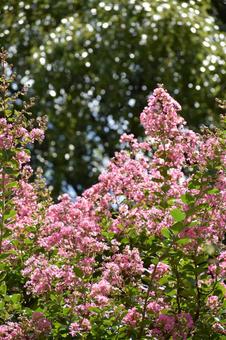 Crape myrtle, JPG Crape myrtle, JPG