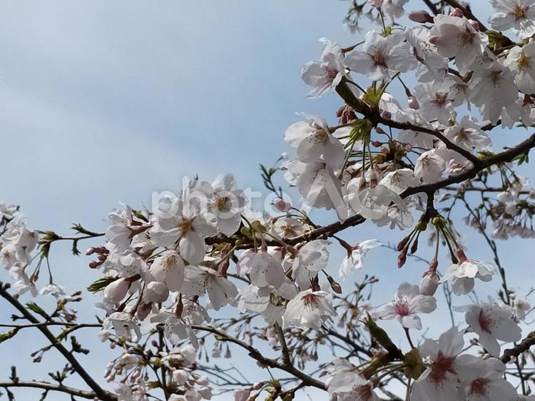 桜 さくら,桜,ピンクの写真素材