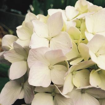 Flower Flowerの写真