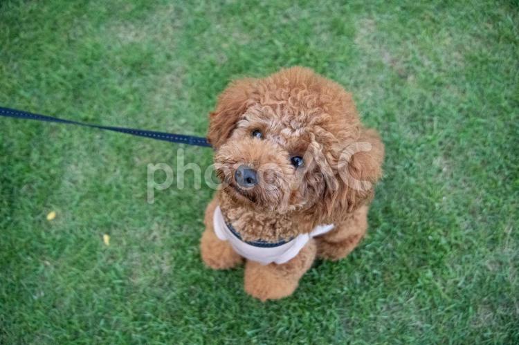 夏の公園で散歩するトイプードル トイプードル,トイプー,夏の写真素材