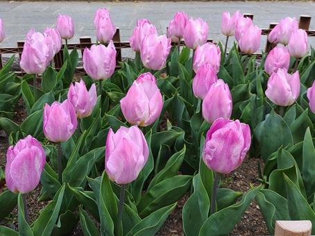 2025チューリップ祭り5の写真