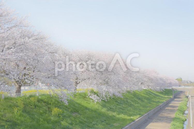 ふんわり桜並木 桜,桜並木,春の写真素材