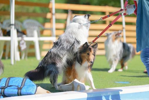 Sheltie, JPG