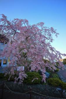 枝垂れ桜 枝垂れ桜の写真