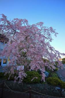 Cherry blossoms, cherry blossoms, drooping cherry tree, spring, JPG