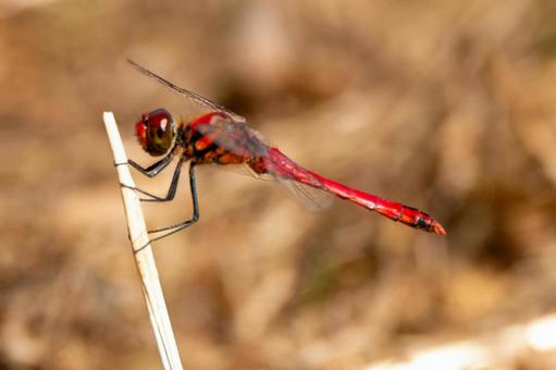 赤トンボ トンボ,昆虫,秋の写真素材