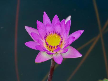 Water lilies, JPG