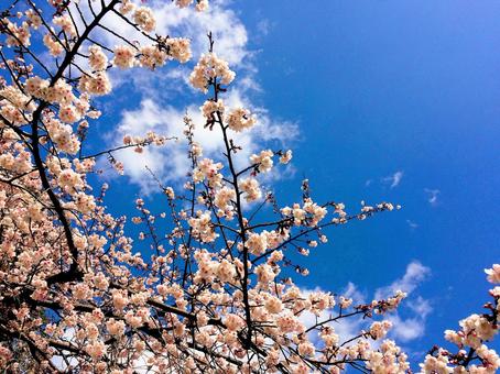 桜 桜 桜,サクラ,さくらの写真素材