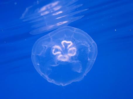 ミズクラゲ ミズクラゲ 海,沖縄,水面の写真素材